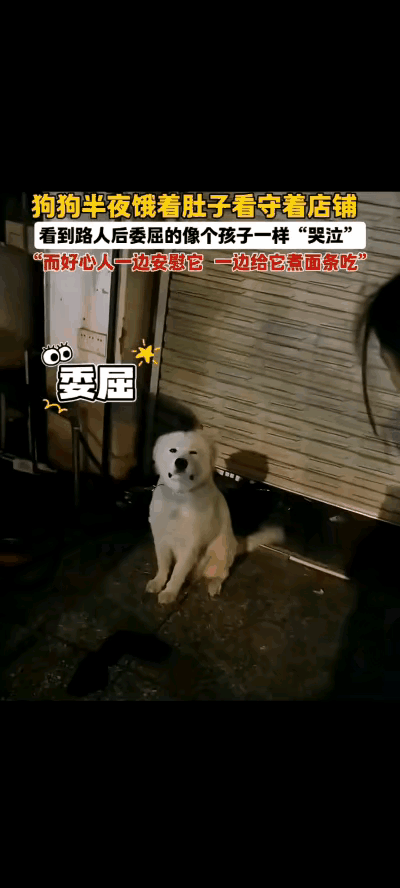 店铺主人生病住院，忘记了栓在门口的狗狗，让它几天几夜没有吃喝。
有路人经过时，这