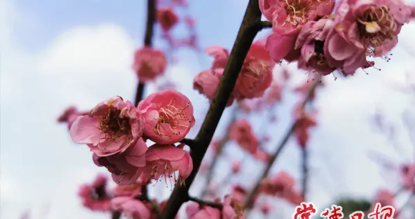 尚一网 且听雨吟，静待花开