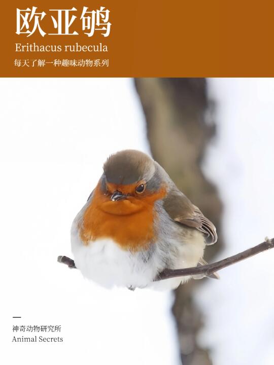 每天了解一种趣味动物👀欧亚鸲（qú）
