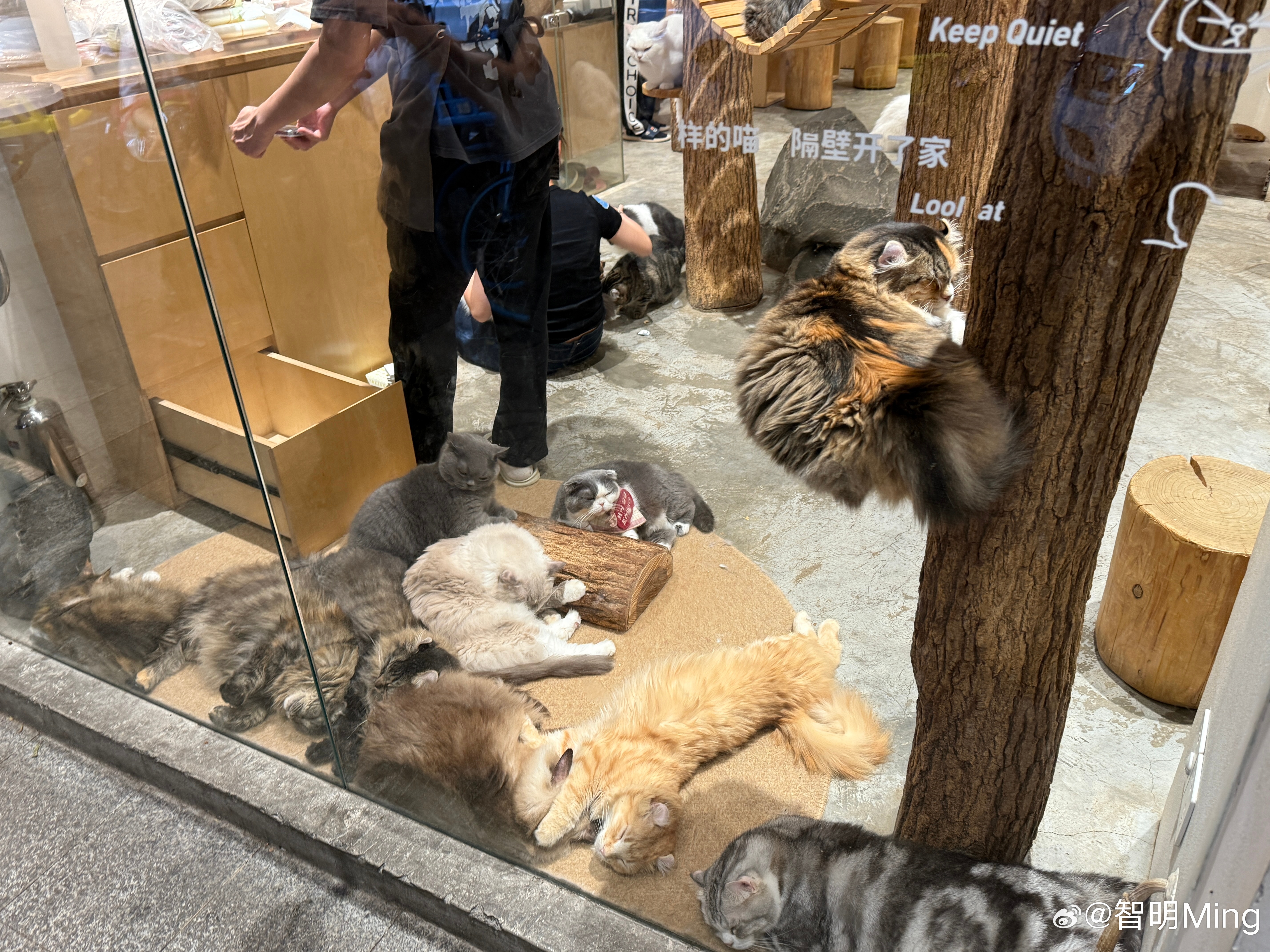 今晚出来吃饭，经过路边一间猫咖，这不就是在诱惑我进去撸它们吗？只能说店主太会做生