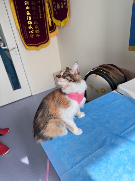 论毛孩子与自己的区别对待