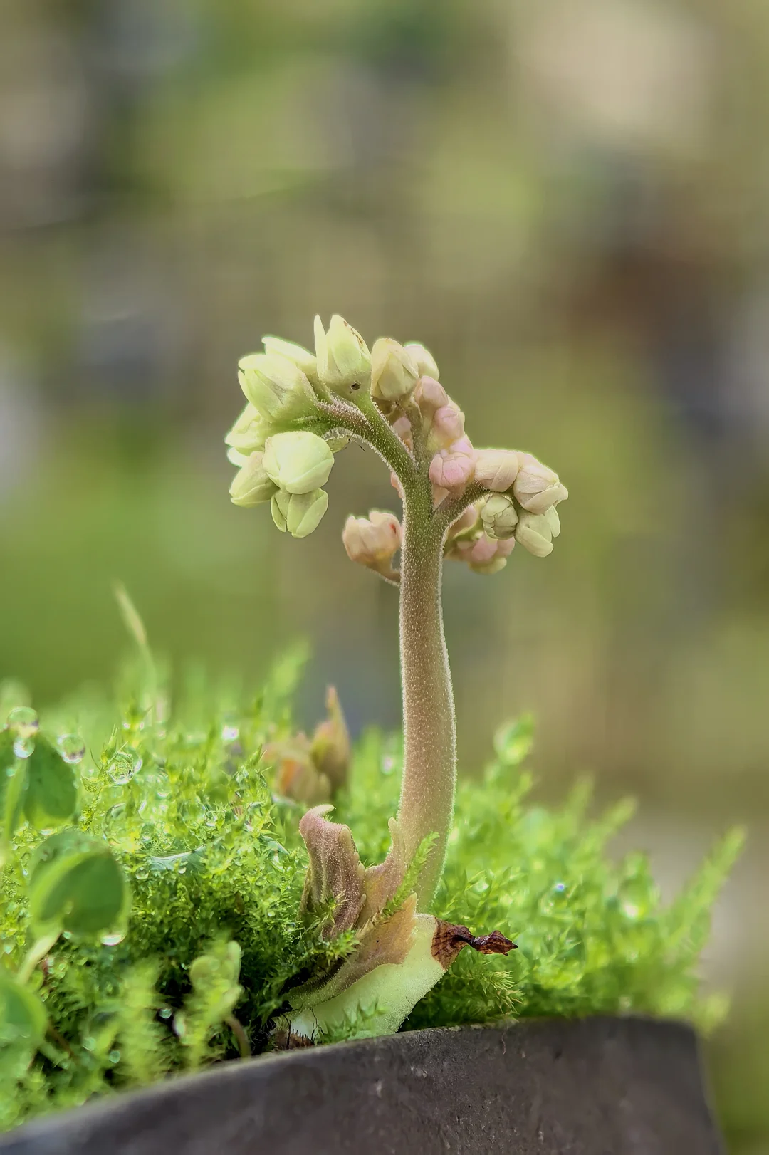 你们的丹顶开花了吗