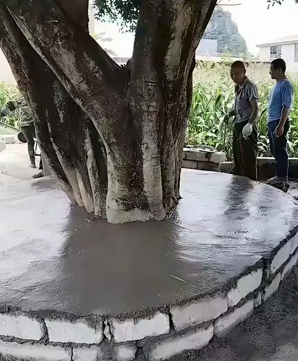 终于做好了，夏天可以在下面乘凉了。我家乡原来有一棵比这棵要大得多，也是被好事者搞