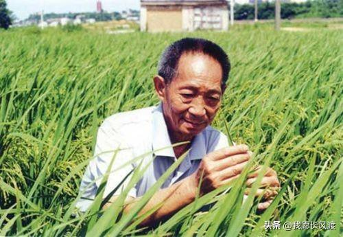 200万网红抹黑杂交稻诋毁袁隆平：别拿粮食安全，当你的流量密码
 
最近，一位全