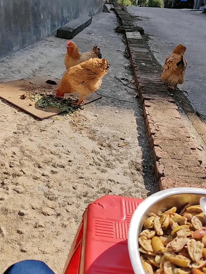 谁说上门女婿是外人？邻村这个汉子，用十年光阴活成了一家人的顶梁柱
 
邻村老李家