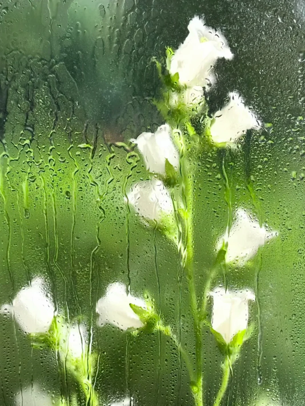 伞花风铃草的水仙？？？？