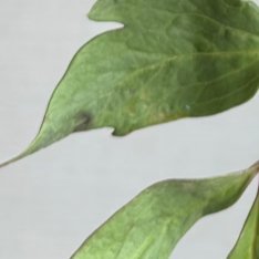 2200老公冷脸世首萌 初乌牡丹种植方法最佳栽植时间初乌牡丹的栽植最佳时期为9月