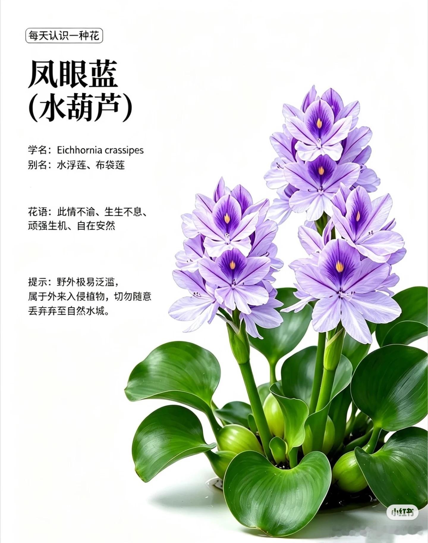 每日一花-凤眼蓝（水葫芦）凤眼蓝： 清新淡紫水上花材【花语】此情不渝、生生不息、