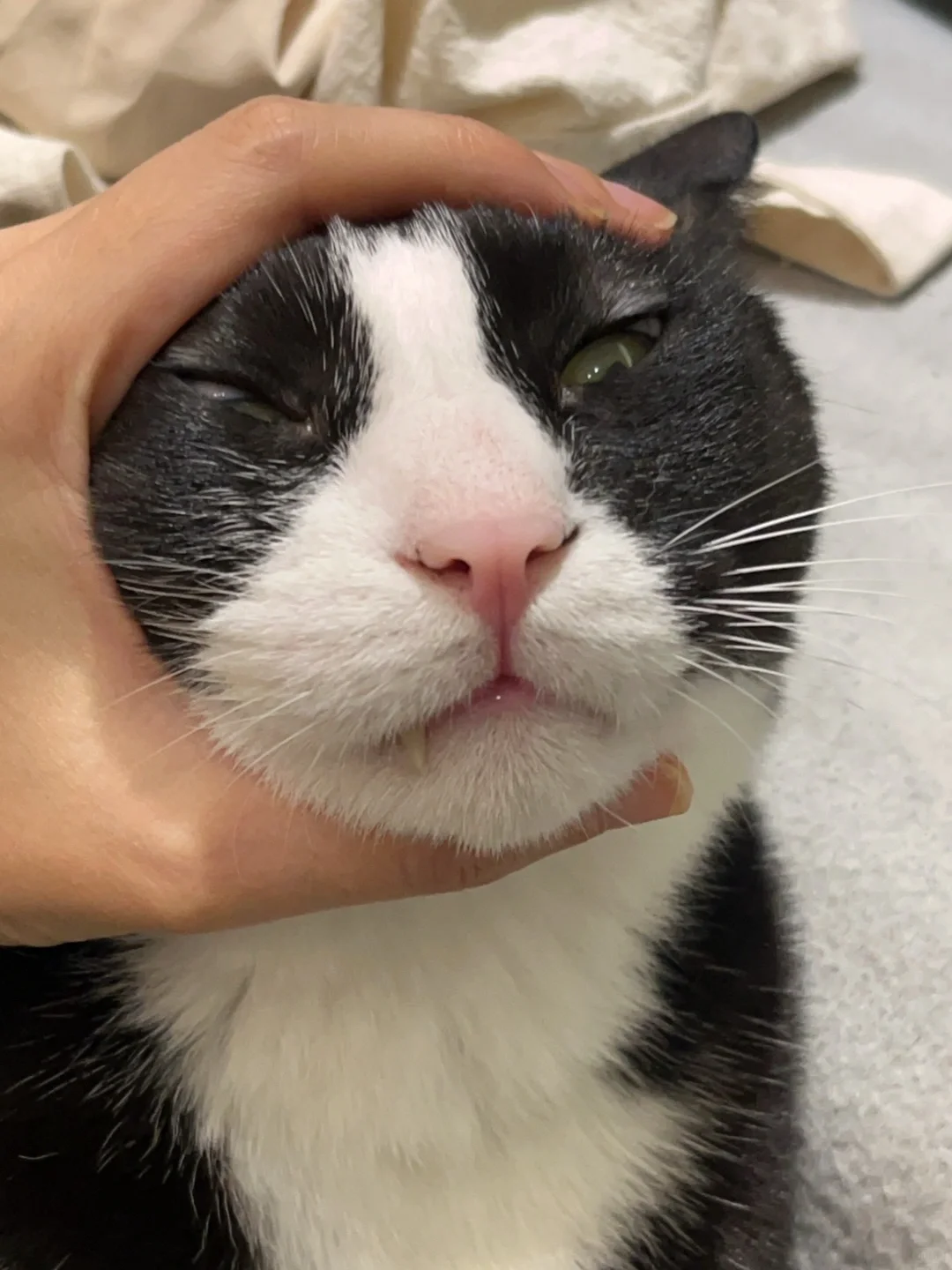 看看你家小猫的抓拍照片