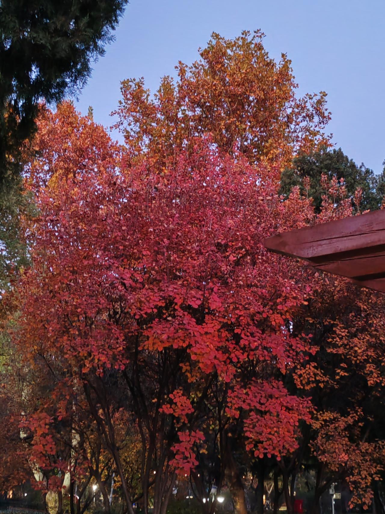 分享一首您原创的七绝《见叶忆春》仲秋时冷森森，黄红彩叶漫天飞。忆起春暖花开时，蝶