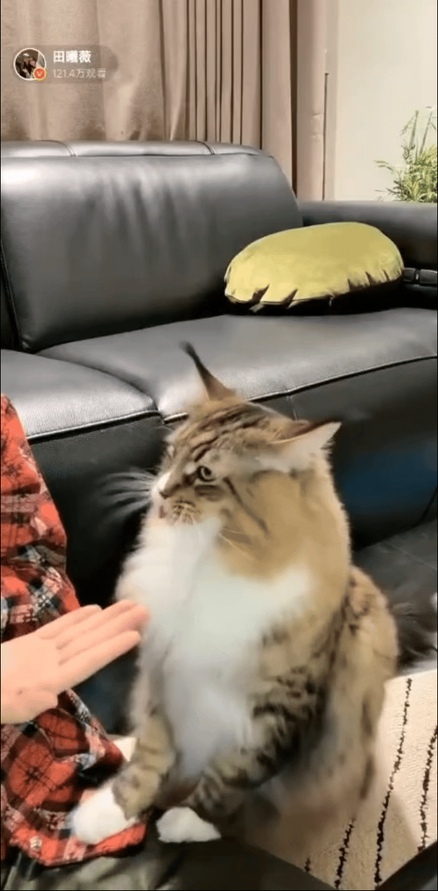 田曦薇 生活不易小猫卖艺哈哈哈哈田曦薇直播都整上小猫卖艺了[笑cry]给两口好吃