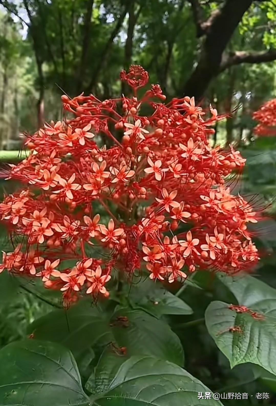 这抹炽热的红，是赪桐（chēng tóng）在盛夏绽放的热烈与吉祥。它又名“状元