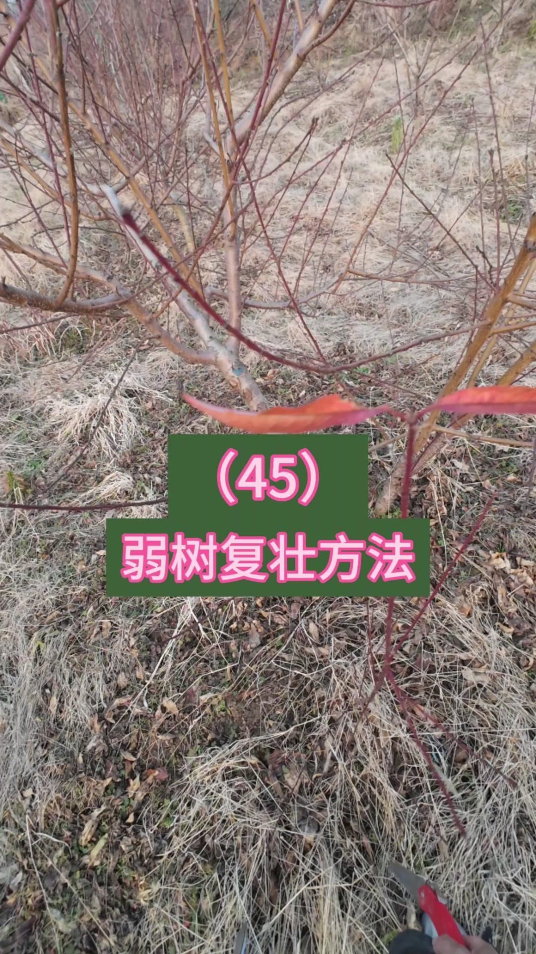 老桃树弱树怎么复壮？🌱老桃树弱树复壮有妙招！先看这棵，根部已干枯树势弱，我们留