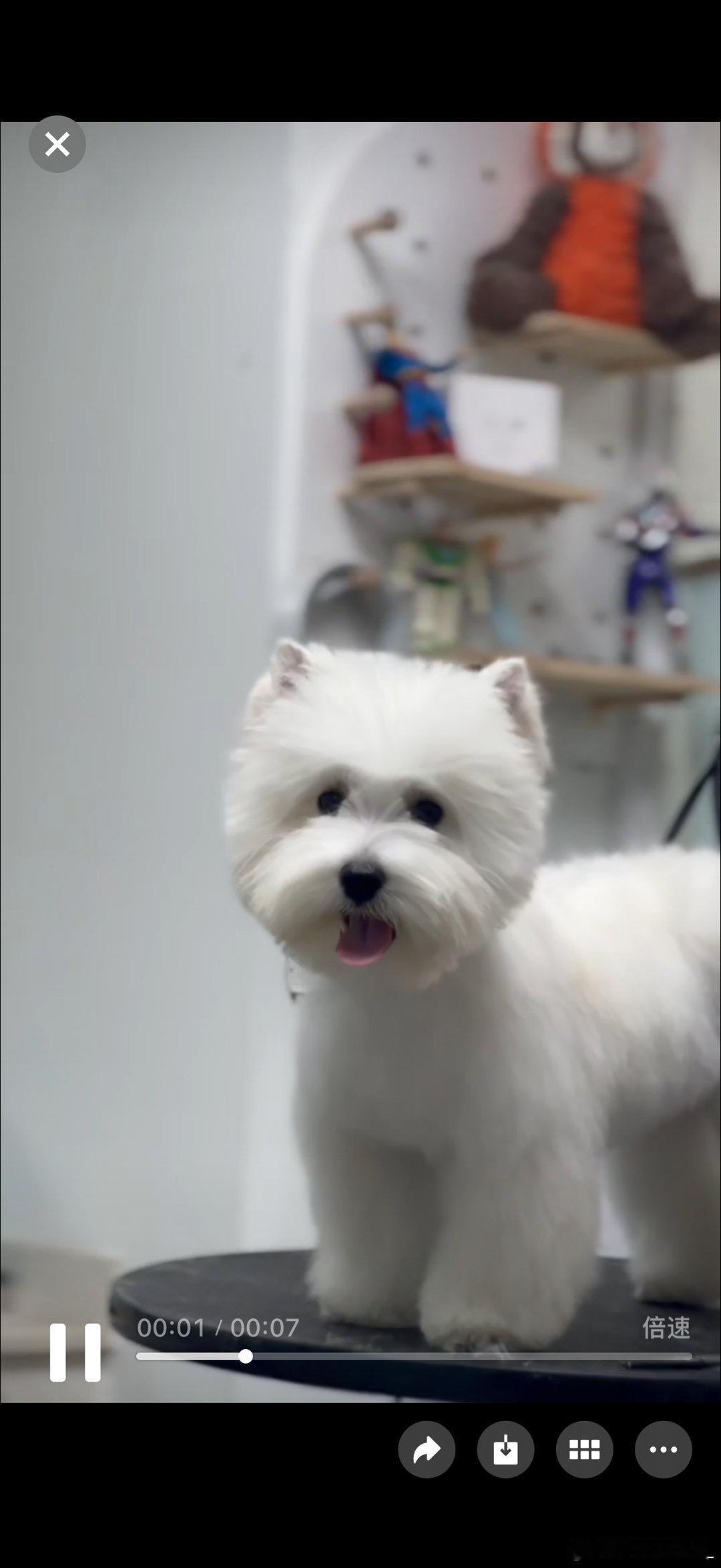 狗生第一次美容 