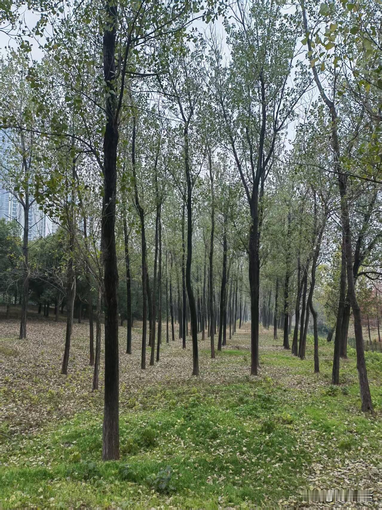 ，我真心希望所有人都能平安健康幸福快乐。新的一年就像一幅崭新的画卷，等着我们去尽