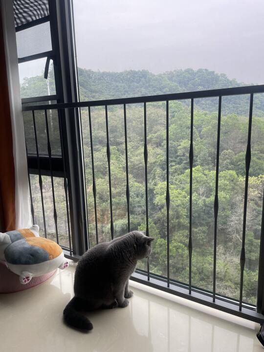 可是，小猫咪也有自己的心事呀🙁🙁