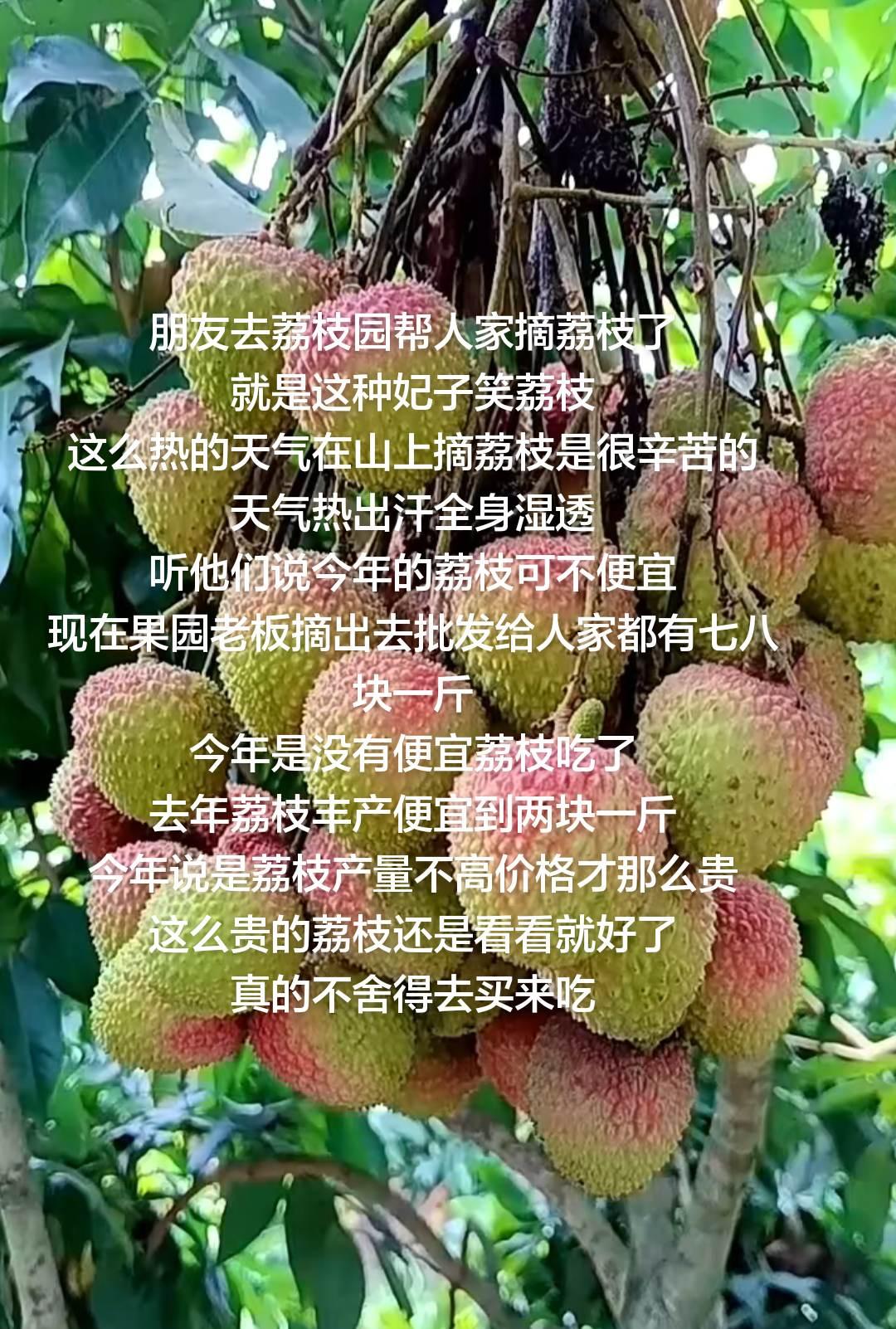 朋友去荔枝园帮人家摘荔枝了
就是这种妃子笑荔枝
这么热的天气在山上摘荔枝是很辛苦