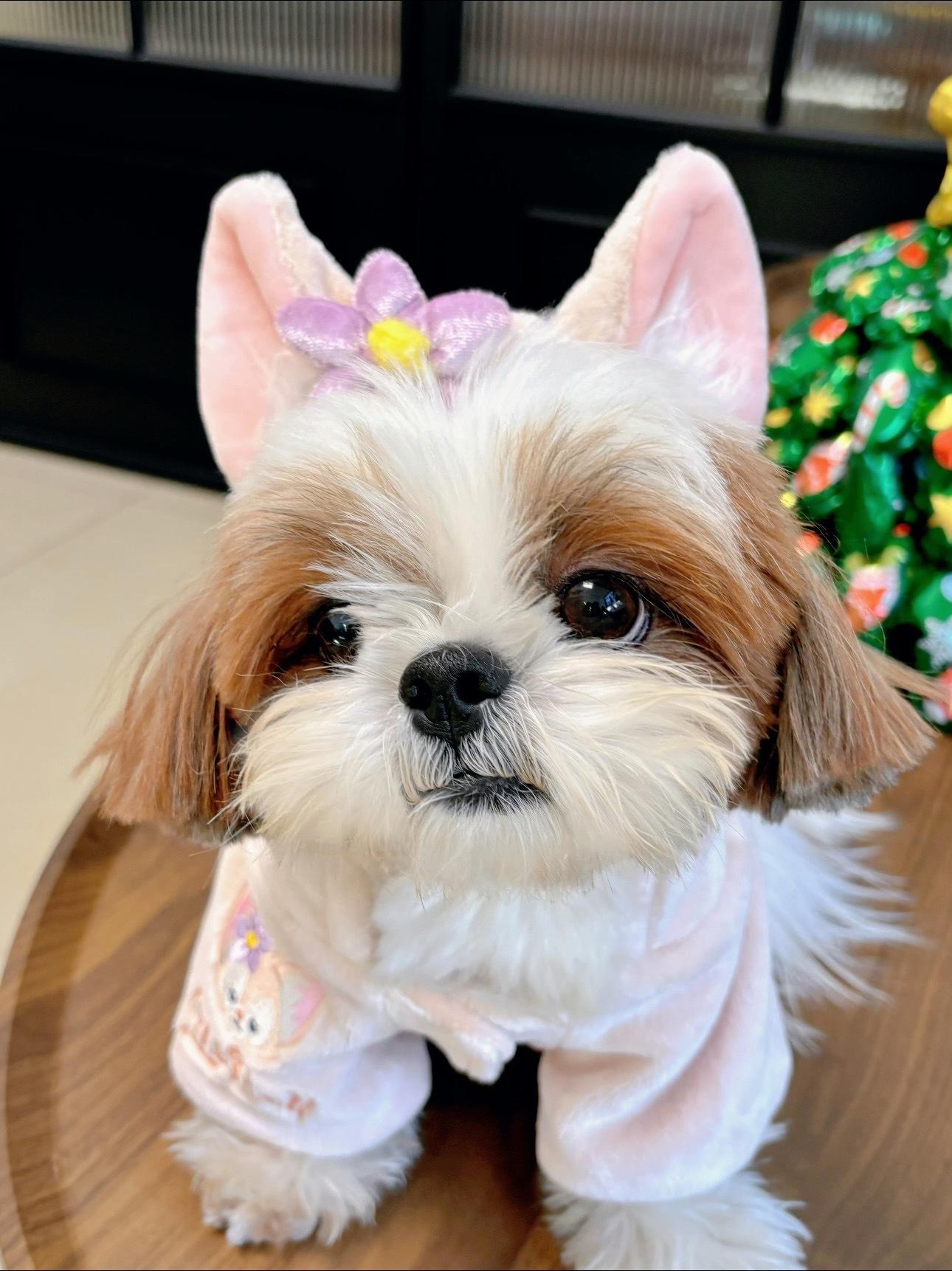 前有玲娜贝儿后有朱迪，还有小裙子、小辫子、小卡子、p蝴蝶结，檀健次真把檀小呆当女