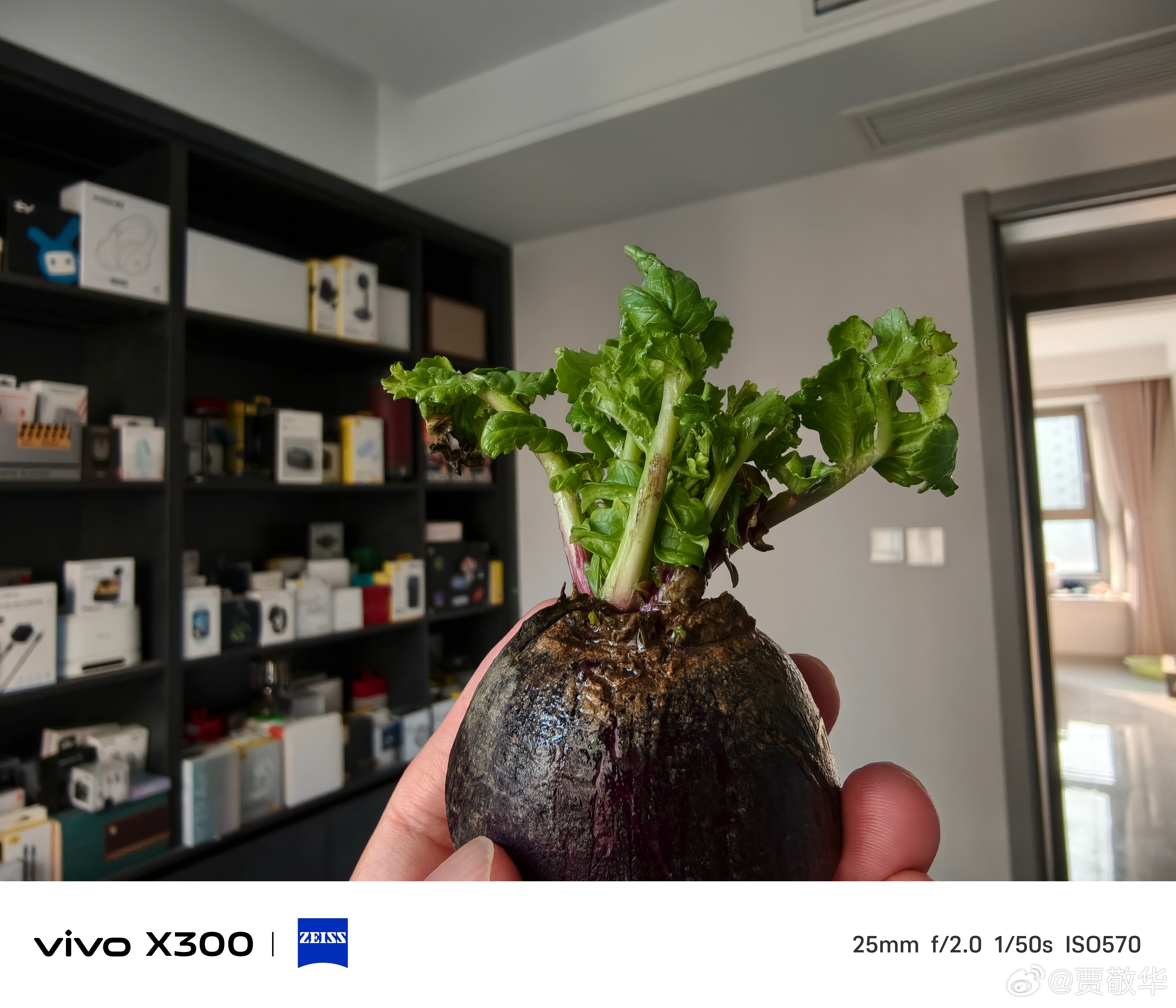 前几天朋友送的水果萝卜，结果忘记放冰箱里了，现在已经发芽，水分也流失了。切开明显