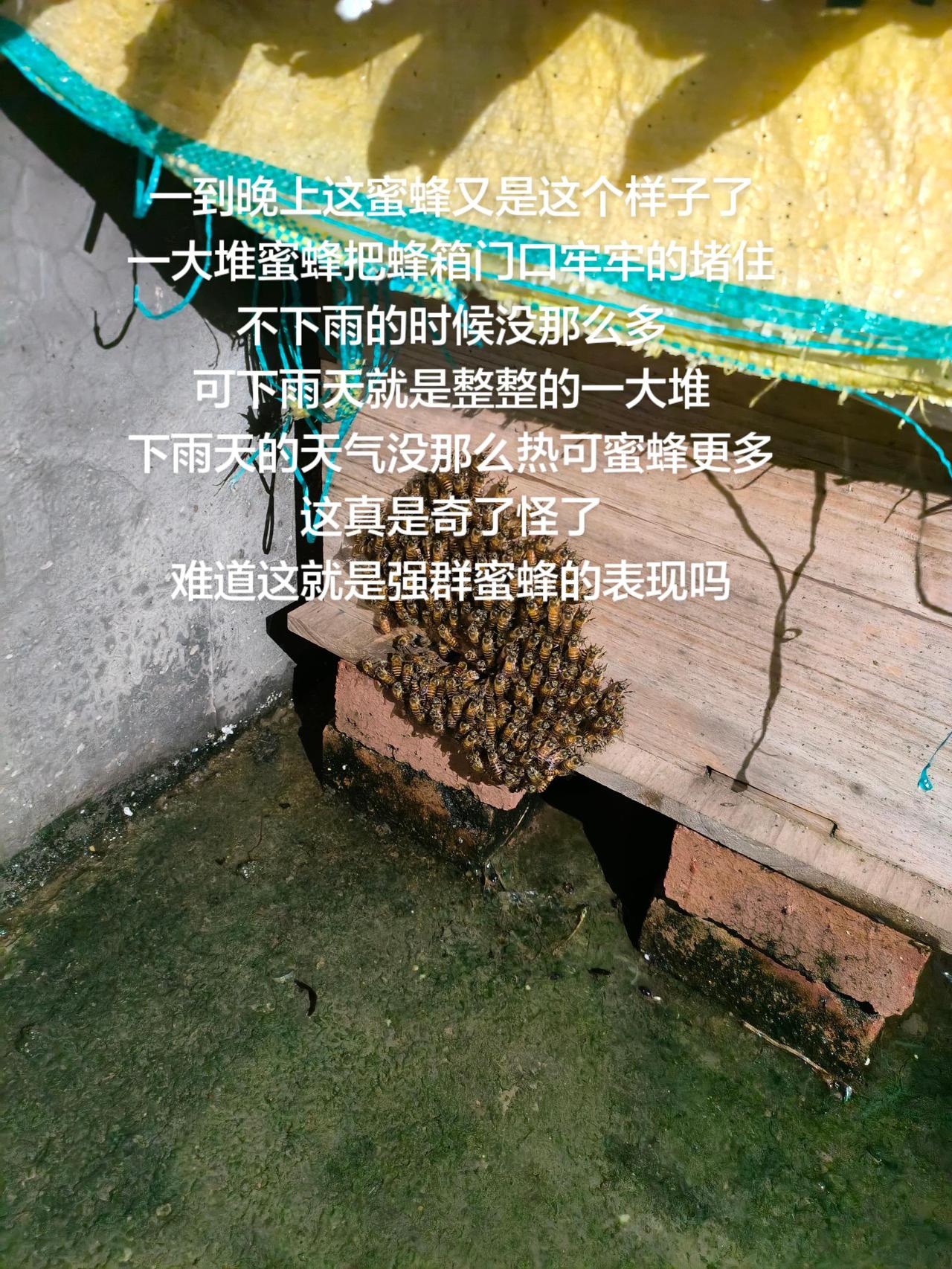 一到晚上这蜜蜂又是这个样子了
一大堆蜜蜂把蜂箱门口牢牢的堵住
不下雨的时候没那么