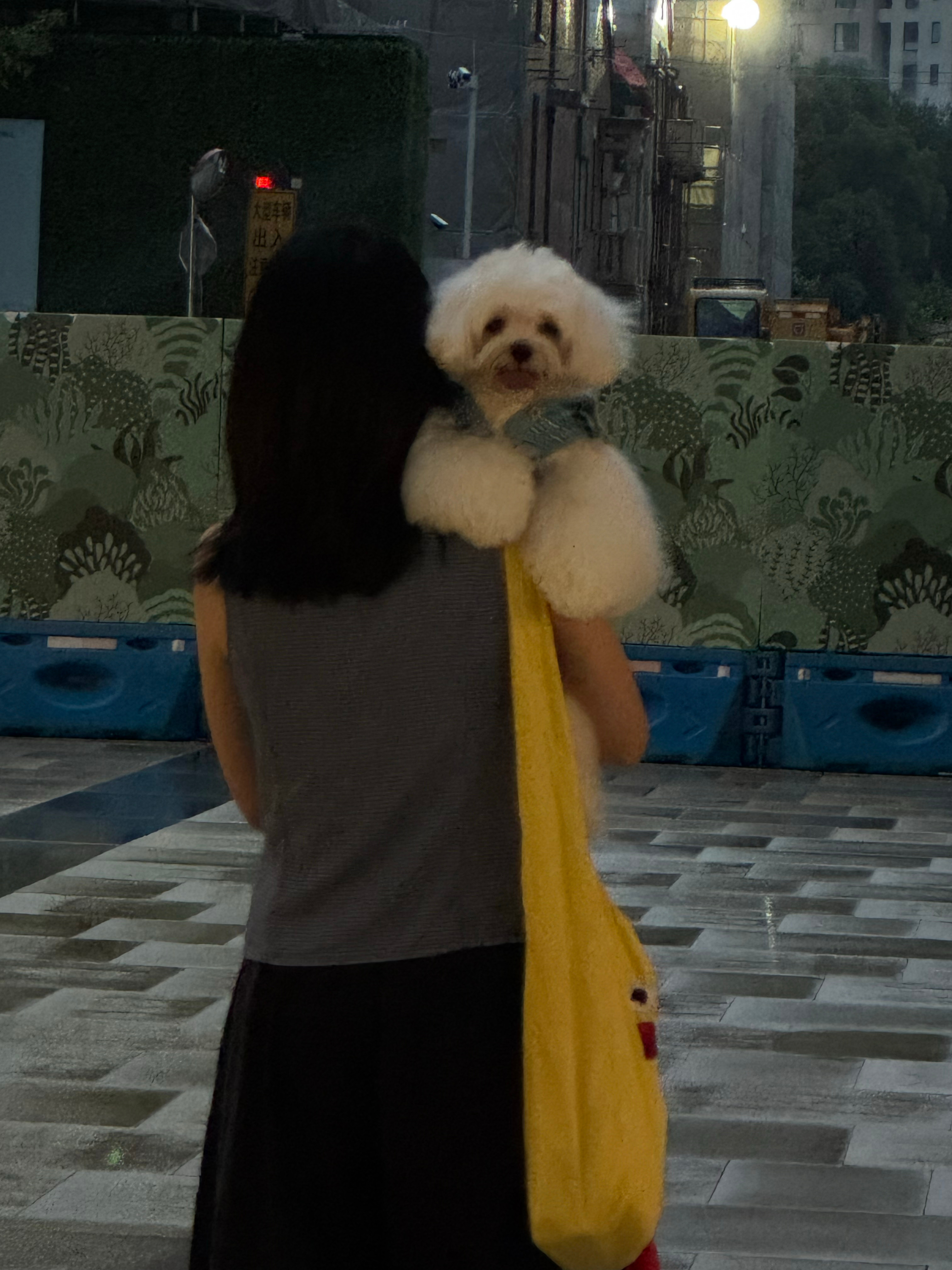 V领小狗🐕 