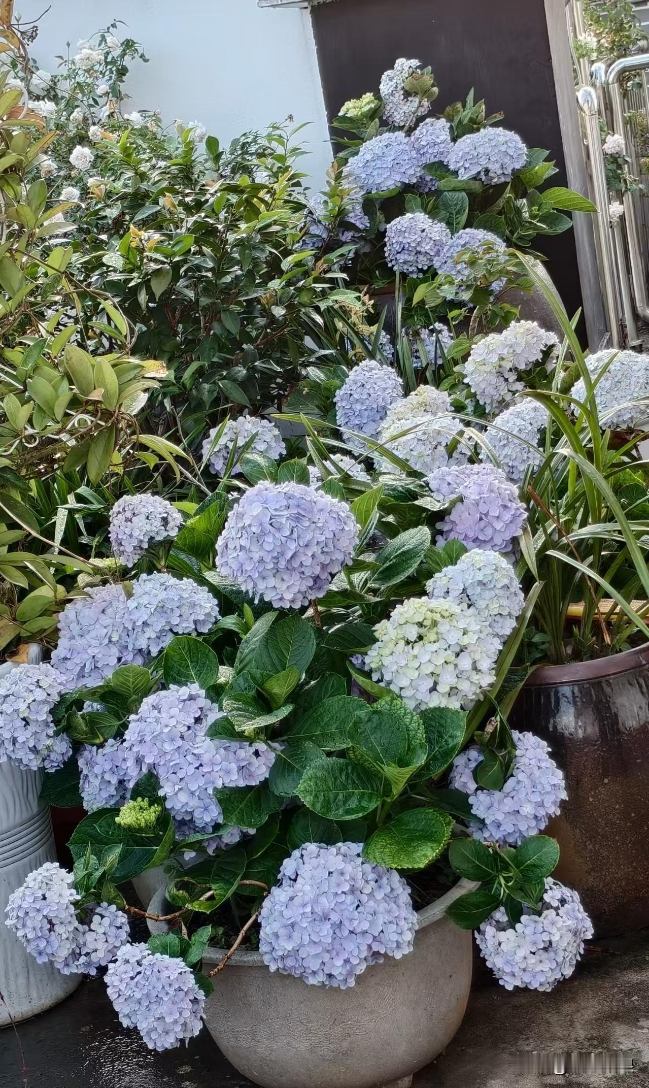风路过时，仿佛偷藏了一整个夏天的温柔。绣球不必像玫瑰般热烈，也不用如牡丹般华贵，