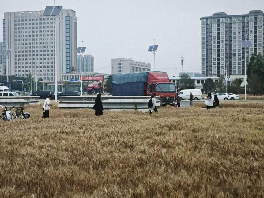 郑州绿化部门也是没有办法，卫星图片显示是图斑要求整改，如果不做耕地使用种上粮食可