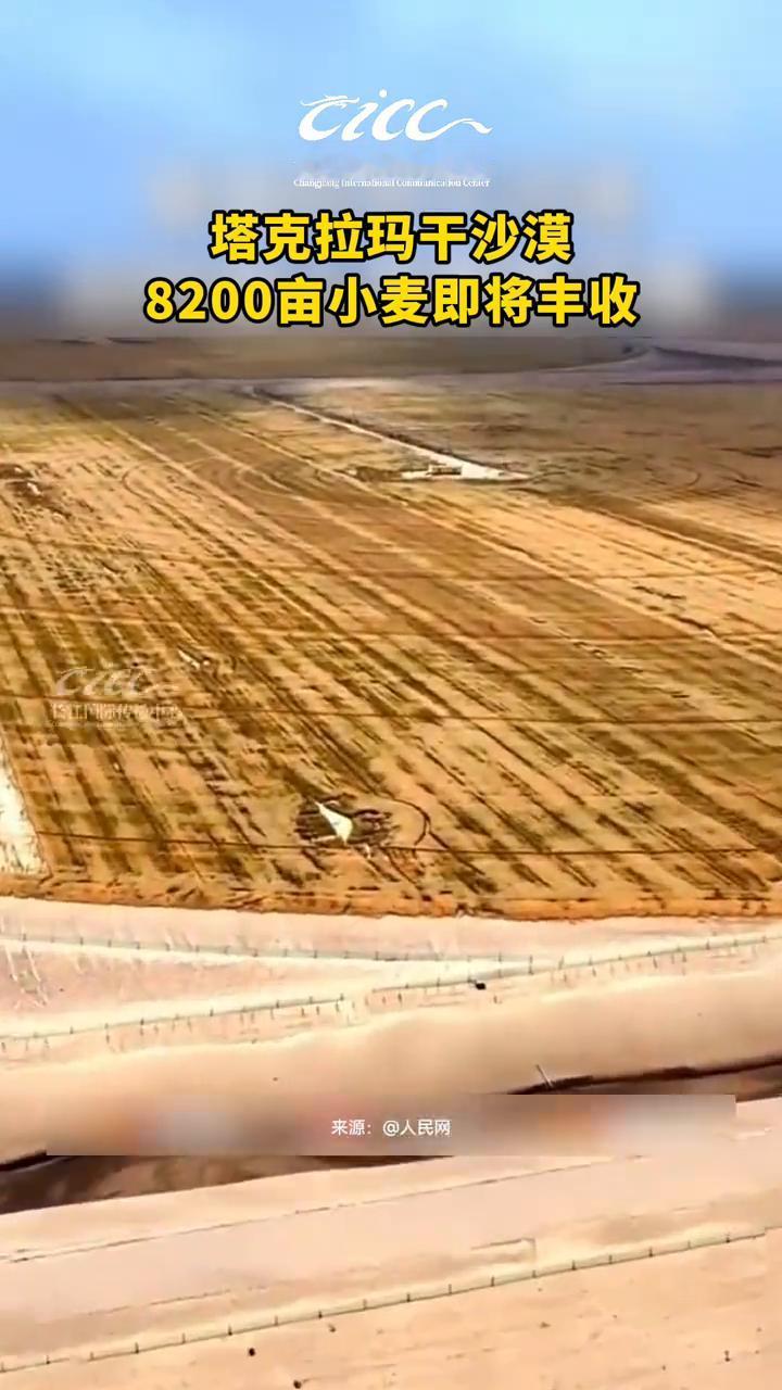 塔克拉玛干沙漠8200亩小麦即将丰收。
长江国际传播中心。
塔克拉玛干沙漠在治沙