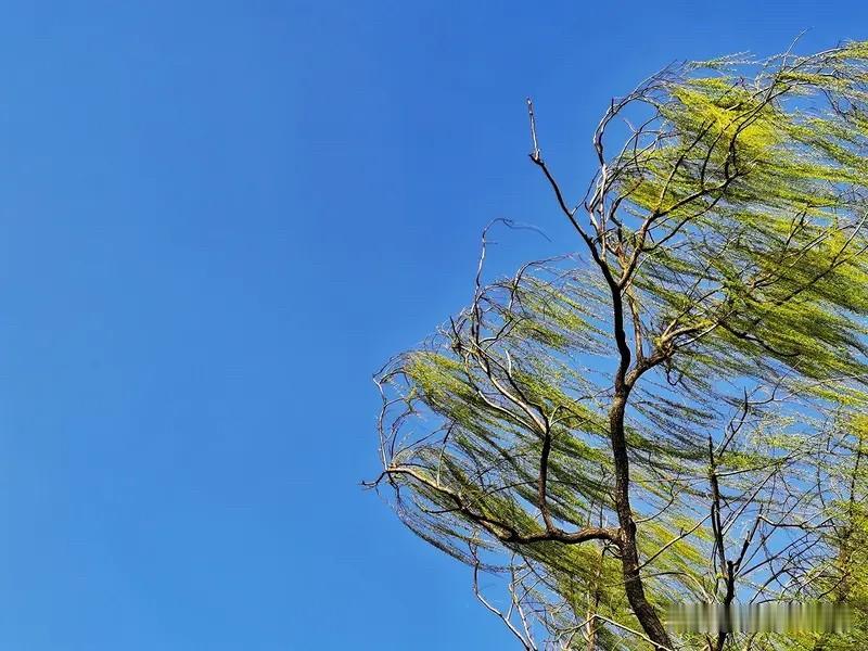 雪尽马蹄轻，长郊草色青。
云舒天宇阔，花发野原馨。
逐伴追飞蝶，临流照彩翎。
春