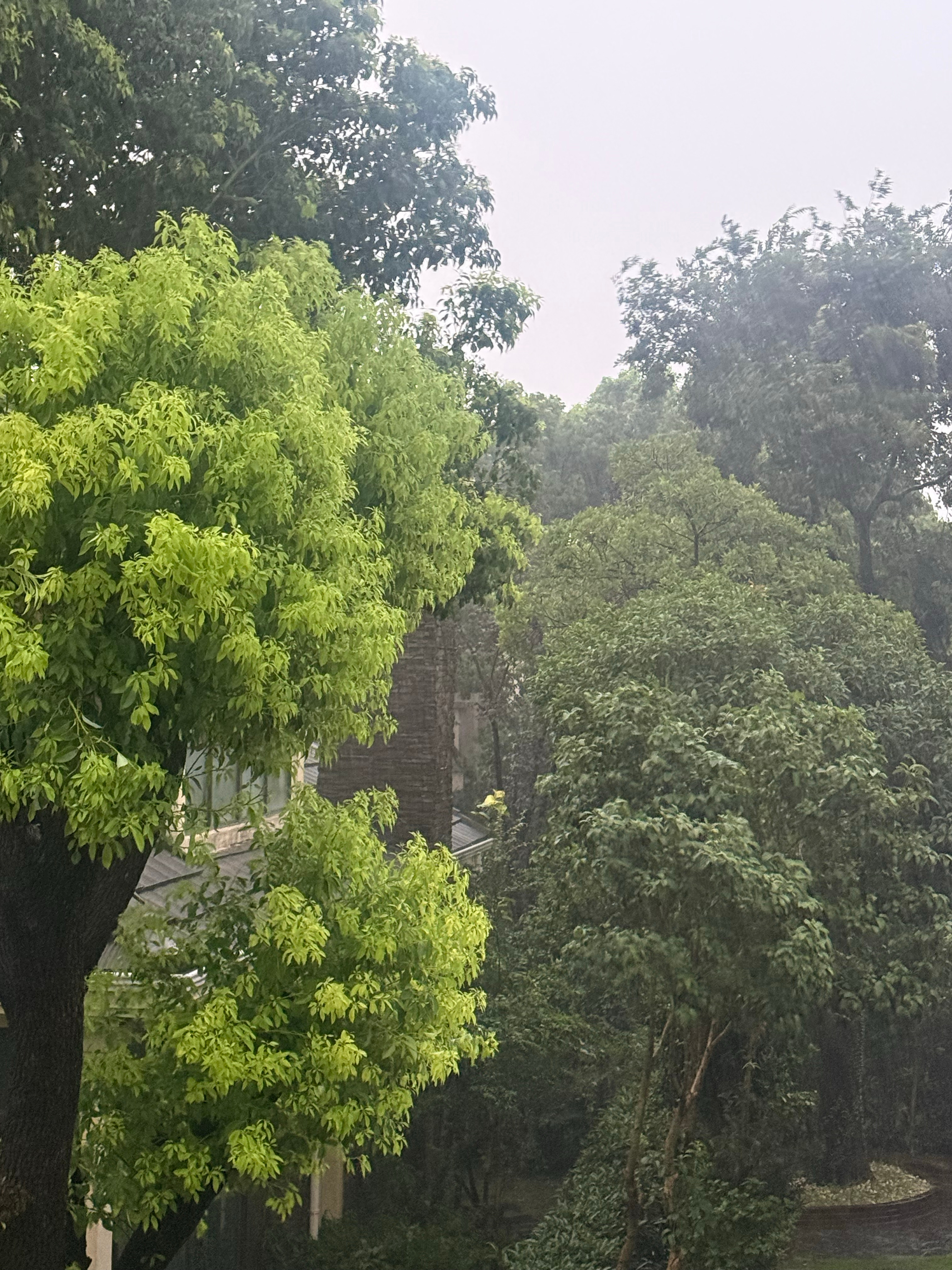 白海豚真厉害竟然能风雨飘摇整整一天… 