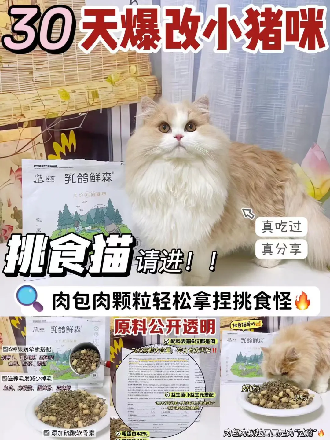 新手养猫必看！挑战30天养出小猪咪