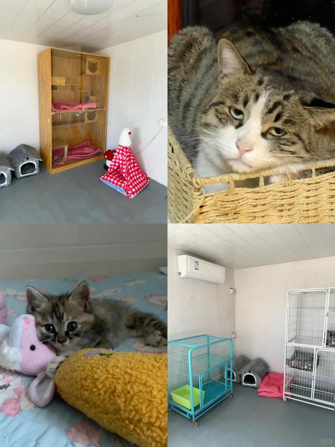 好消息❗️为我捡的猫租小院子啦❗️❗️