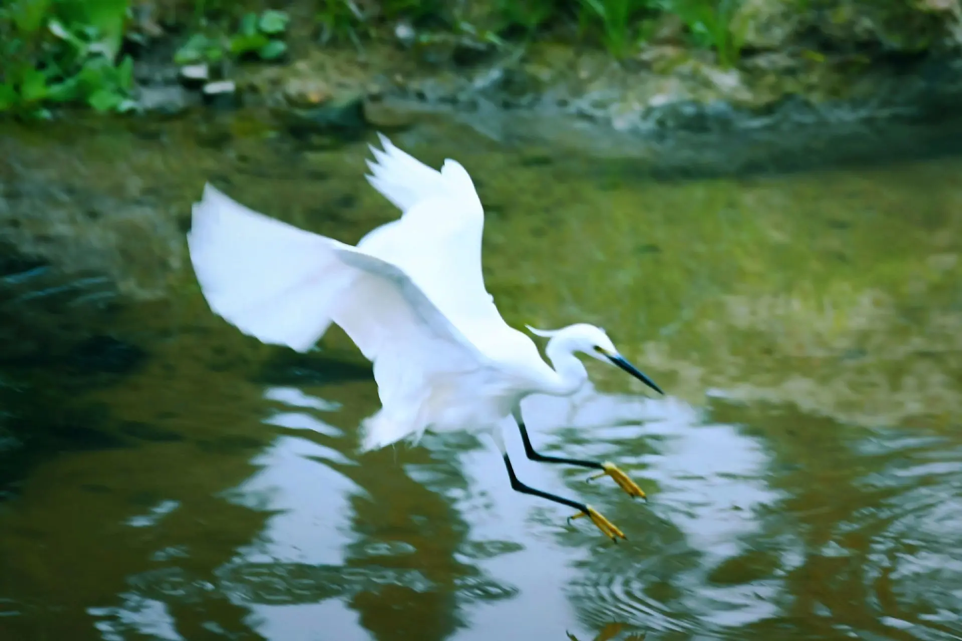 海南保亭河上的小白鹭。海南保亭河上的小白鹭