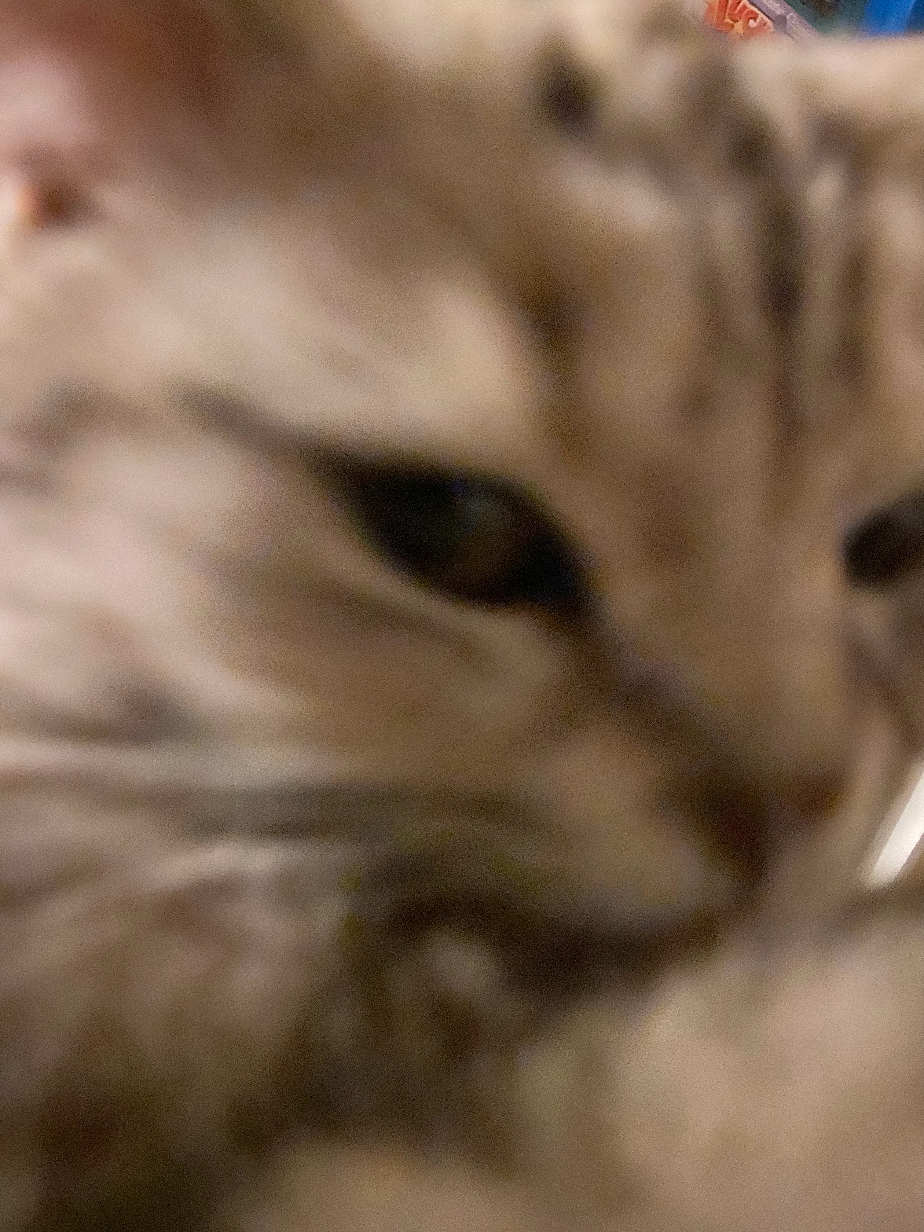 大胖猫抱着都费劲了 