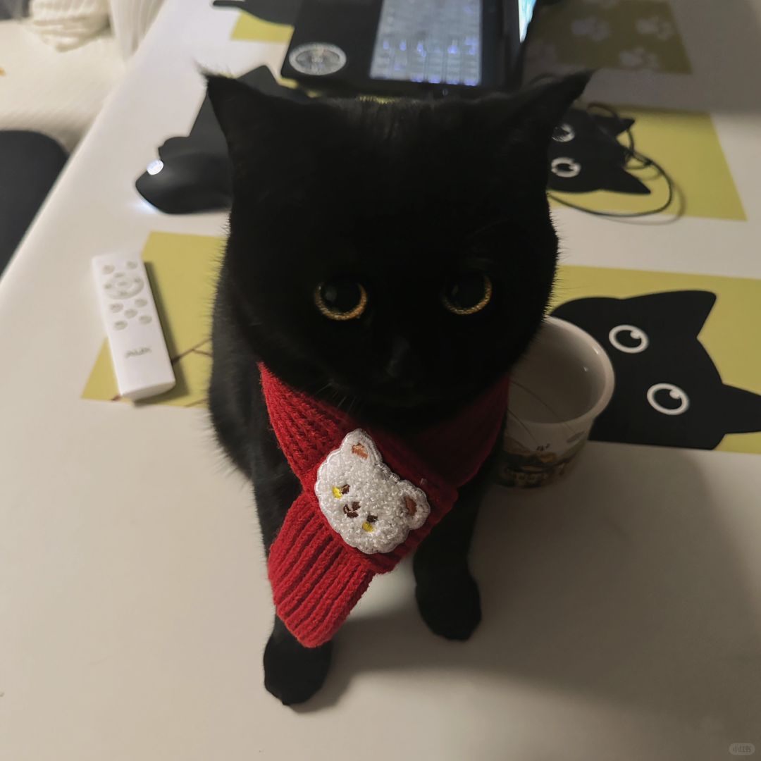 亲多了 把小猫的脸都亲黑了