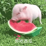 崽儿爱说娱乐