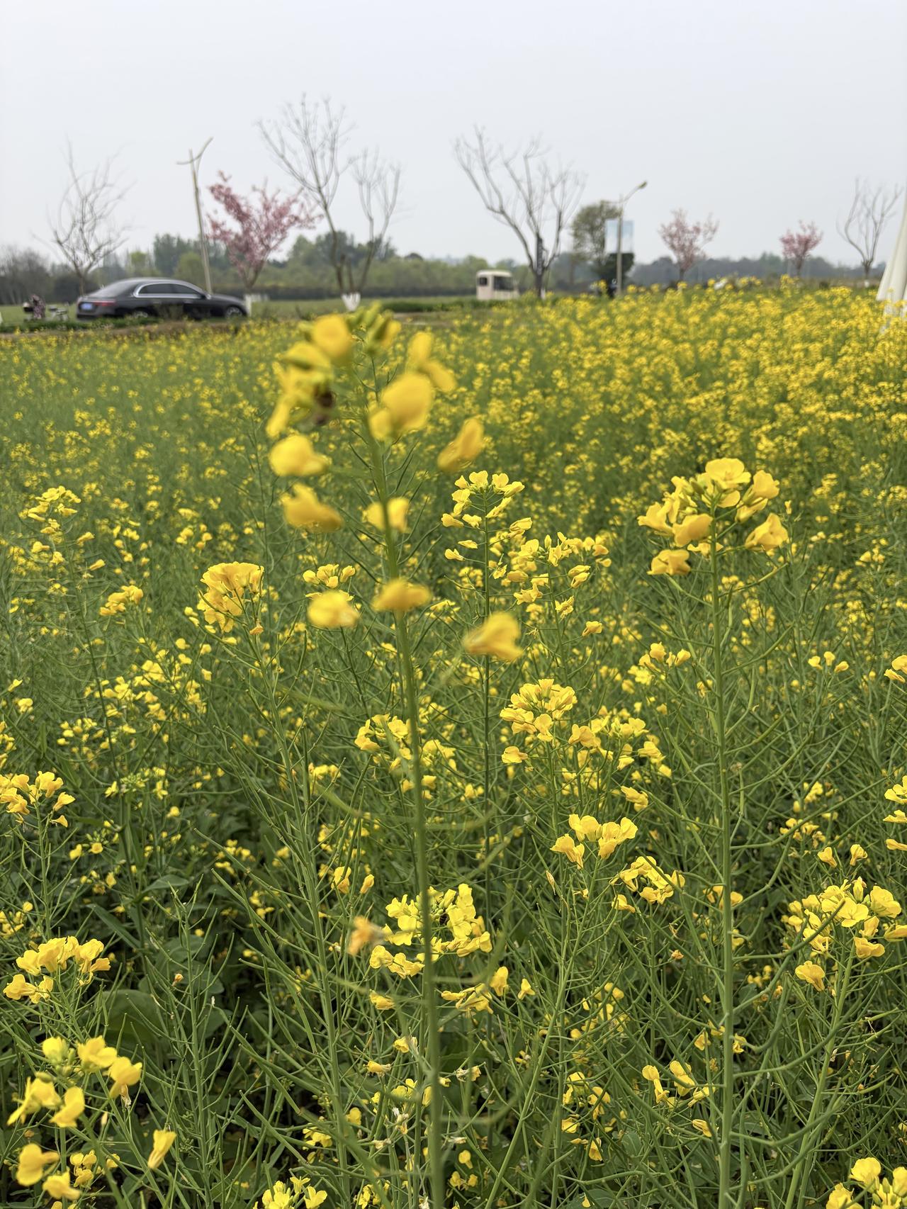 抓住成都油菜花尾巴的春日聚会 260321
赶在油菜花的尾巴，在郫都陌上小镇的陌