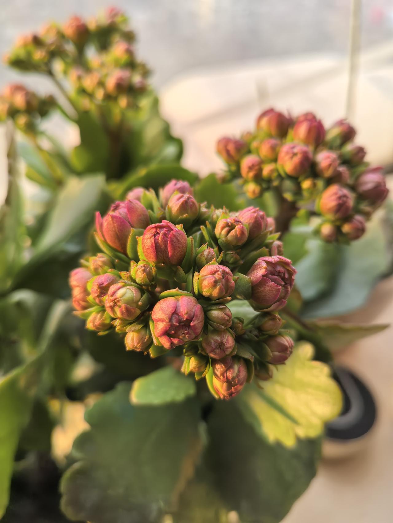 家里的花已经满盆含苞待放了。
真是一个好寓意啊。