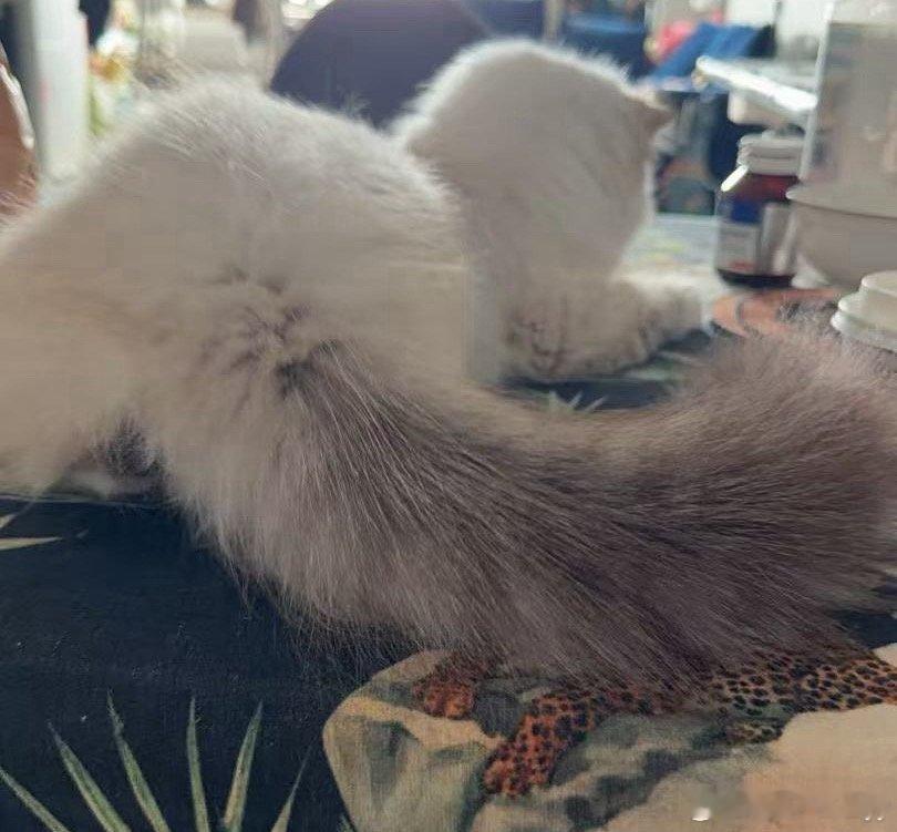 猫猫居然有这么粗的尾巴开始我没觉得我们家猫妹妹的尾巴粗，后来每次带出去别人都会夸