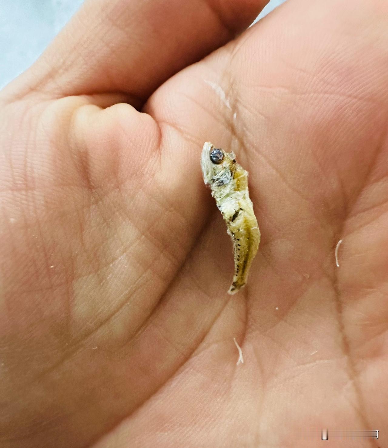 有客户问在虾皮里面吃出来一条小鱼能不能售后？
我说可以售后。
但是小鱼的价格比虾