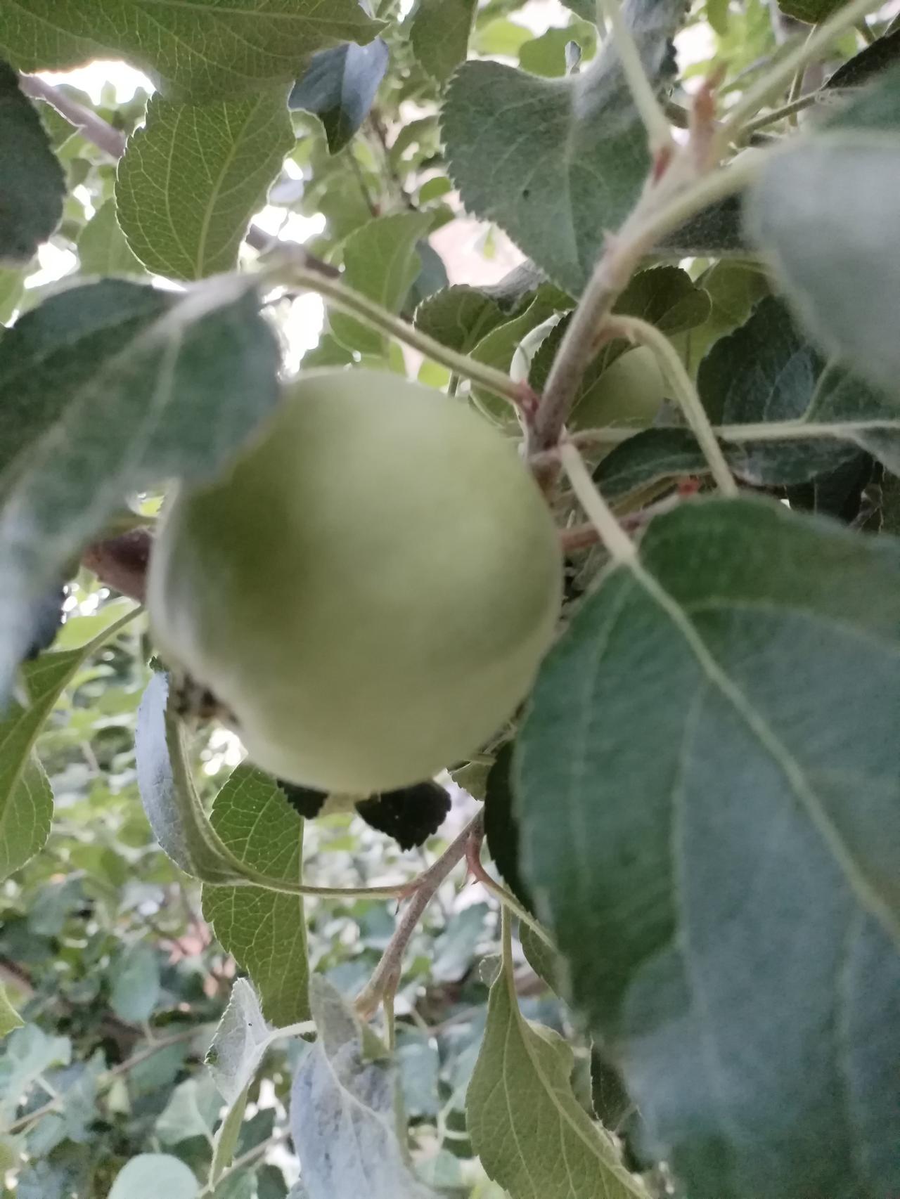 苹果🍎开始长大了