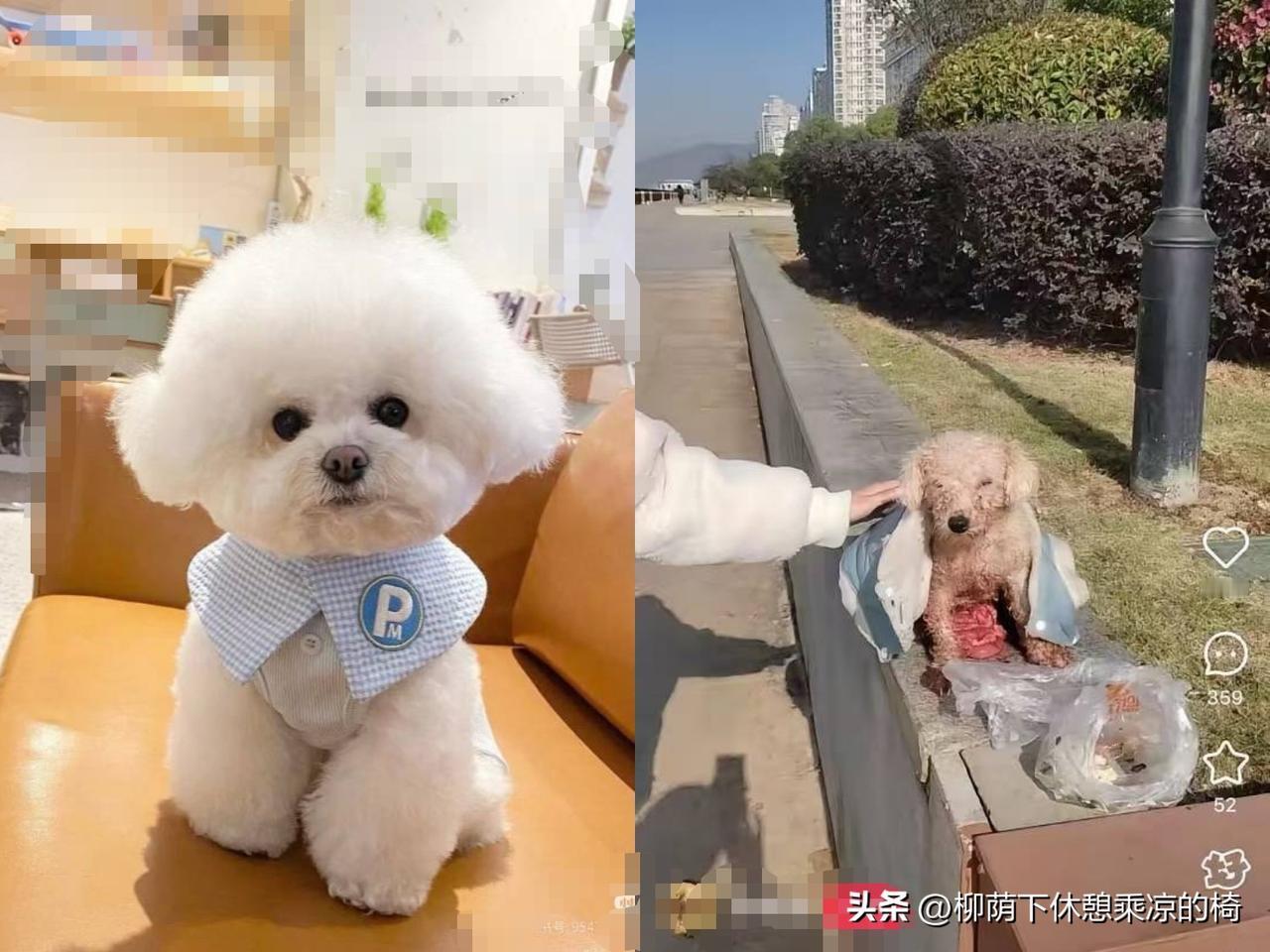 每读一遍
都忍不住攥紧拳头！
比熊妈妈难产被商人剖腹取走小狗，肠子外露没做任何处