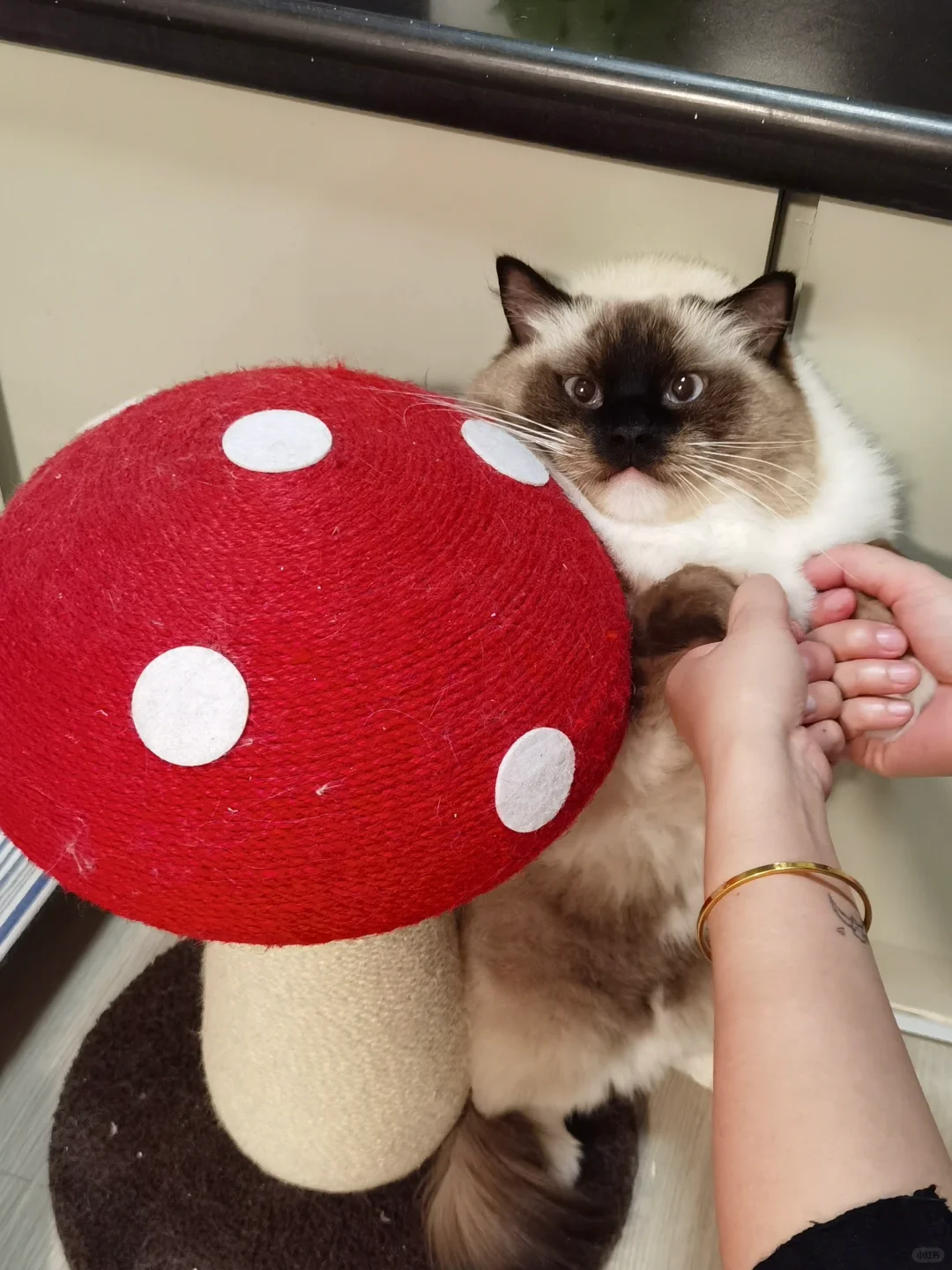 星期一不愿上班的懒小猫～