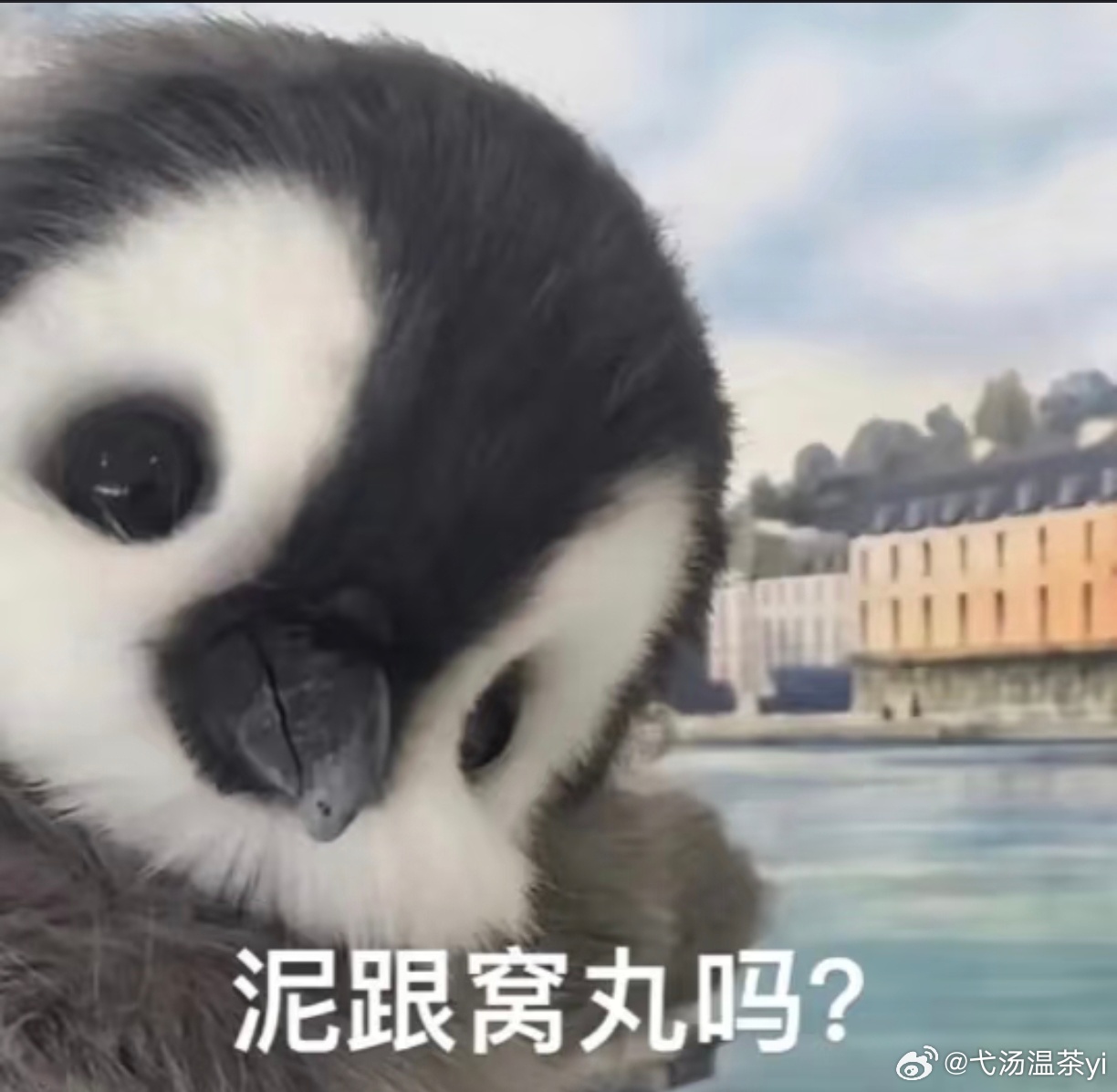 哈喽大家伙儿们好，这素大猛弋的一个新置顶🔝主写《人鱼陷落》《垂耳执事》同人文，