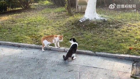 被猫撞翻