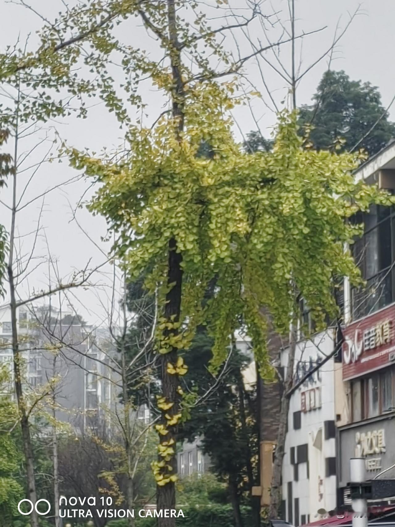 秋日生活打卡季 秋日就像一幅绚丽的画卷，每一处风景都值得打卡。就像乌鲁木齐的秋天