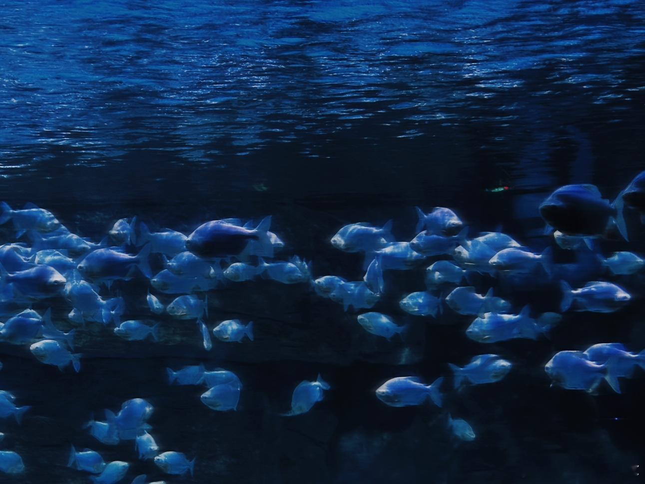 约会三大圣地之一：水族馆 ​​​