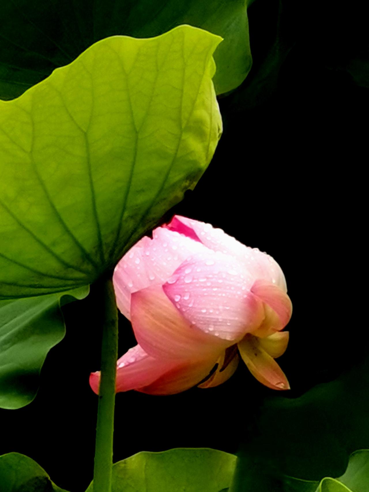 2026年6月18日雨后拍摄带水珠儿的荷花（1）。 洋泾湖 手机摄影荷池随拍 带