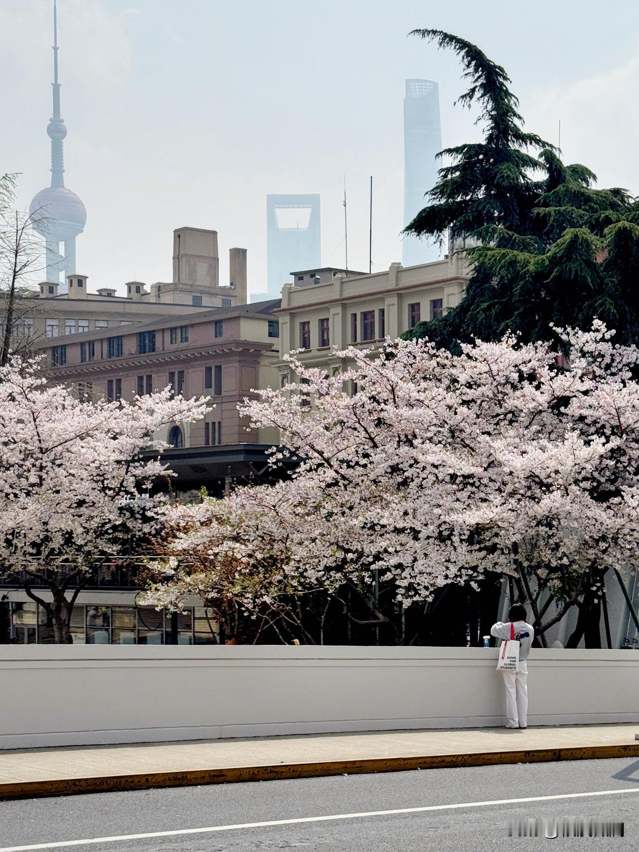 苏州河畔，四川路桥下，邮政博物馆斜对面的樱花树。