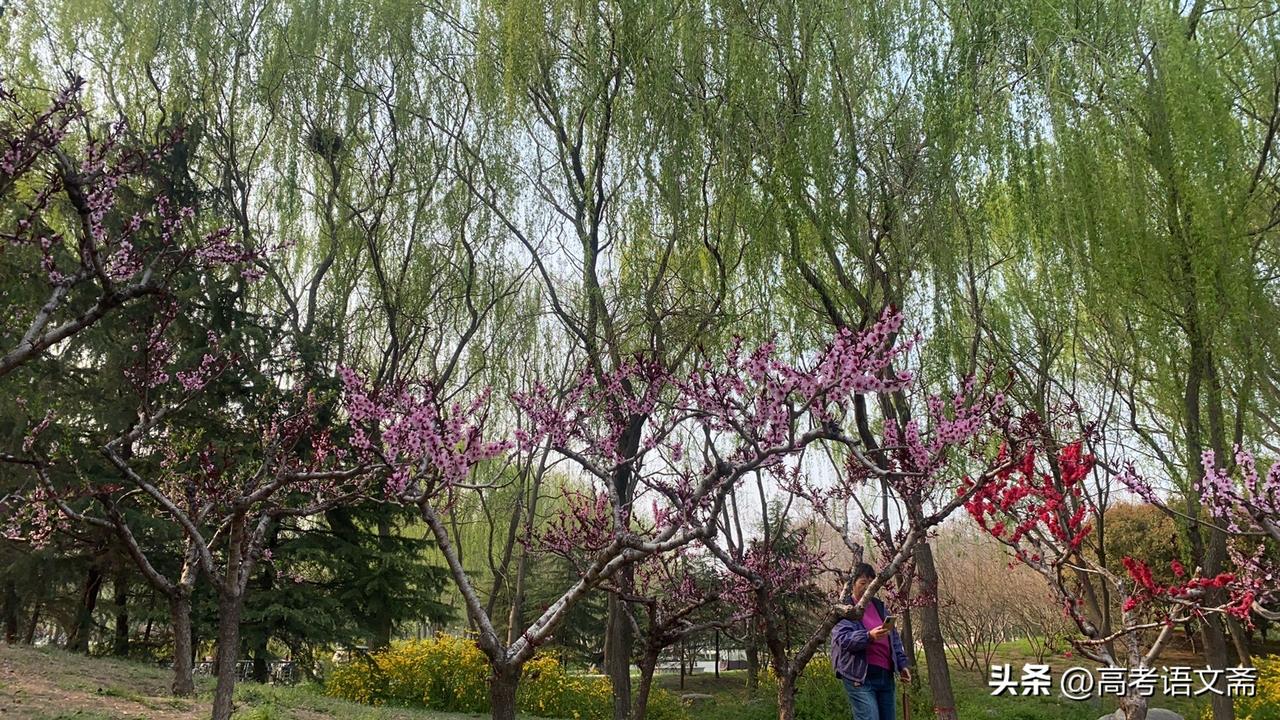 晒图笔记大赛春日赏花，粉黛如云，人间四月天。